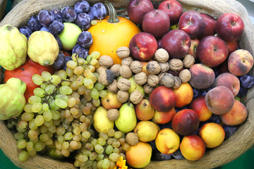 Various freshly picked harvested fruits
