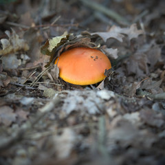 Funghi del Piemonte