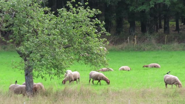 herd of sheeps grazing on Schalkenmehrener Maar lake meadows.