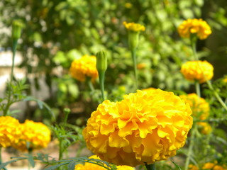 Marigold