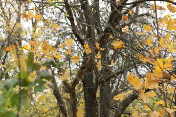 autumn leaves on tree