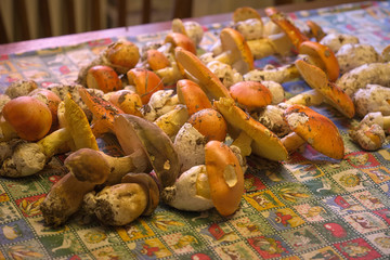 Funghi del Piemonte