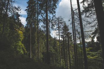 trees in the forest