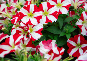 petunia pink amore