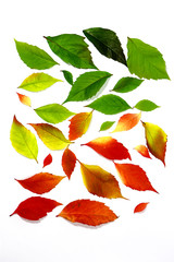 Fototapeta premium Herbstblatt