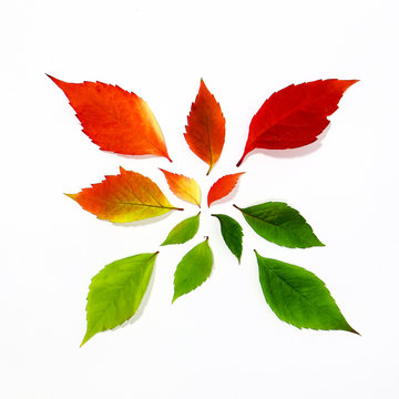 herbst blatt kreis