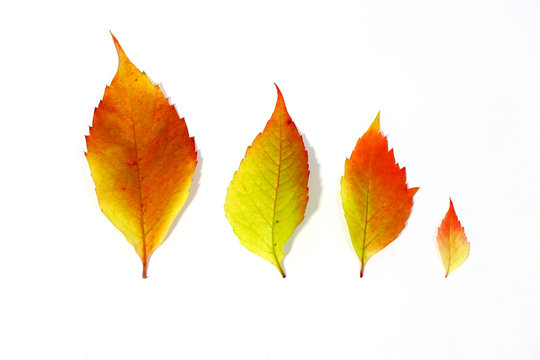 herbst