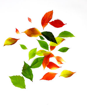 Herbstblatt