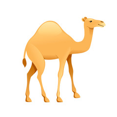 Cute one hump camel cartoon animal design flat vector illustration isolated on white background