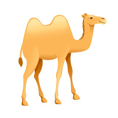Cute two hump camel cartoon animal design flat vector illustration isolated on white background