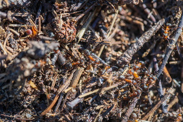 Big anthill in woods. Big anthill with colony of ants in summer forest, macro