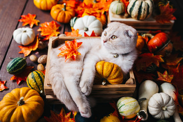 A Yellow baby British shorthair kitty with halloween pumpkins at brown autumn background
