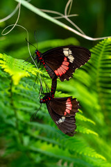 Two butterfly mating. Common Mormon, Papilio polytes, beautiful butterfly