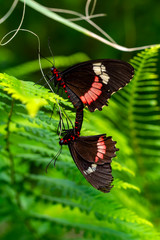 Two butterfly mating. Common Mormon, Papilio polytes, beautiful butterfly