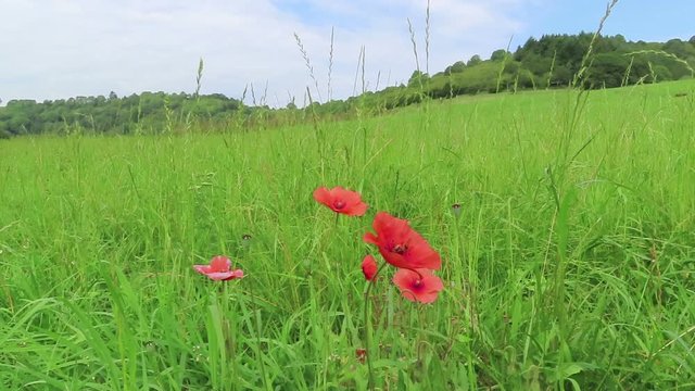 Red poppy blossom and landscape of Schalkenmehrener Maar lake with volcano caldera. Eifel region in Germany