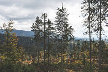 trees in the forest