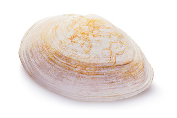 Sea shell of light shades isolated on a white background