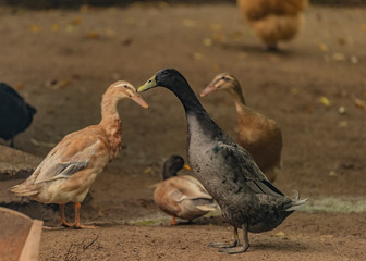Indian runner bird in autumn cloudy day