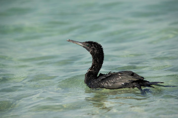 Socotran cormorant swimming at Busaiteen coast