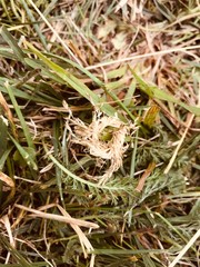 Photo of a wreath of straw on a background of grass.