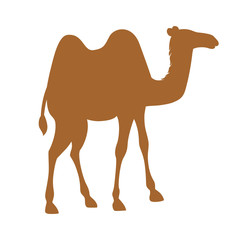 Brown silhouette two hump camel cartoon animal design flat vector illustration isolated on white background