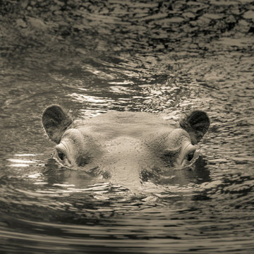 hippo cooling down in the water