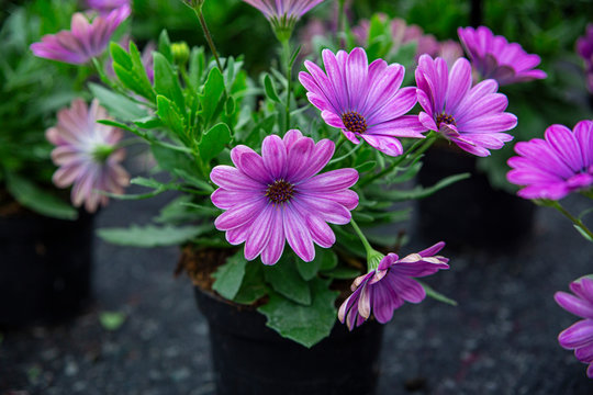 osteospermum