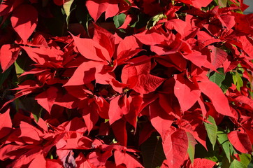 Large group of decorative red poinsettia (Euphorbia pulcherrima) known as  Christmas Flower in a street in Malaga Spain, soft focus