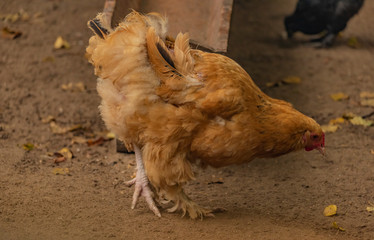 Color hen with long feathers on small legs