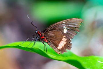 Closeup  Common Mormon, Papilio polytes, beautiful butterfly in a summer garden