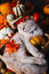 A Yellow baby British shorthair kitty with halloween pumpkins at brown autumn background