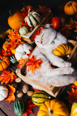 A Yellow baby British shorthair kitty with halloween pumpkins at brown autumn background