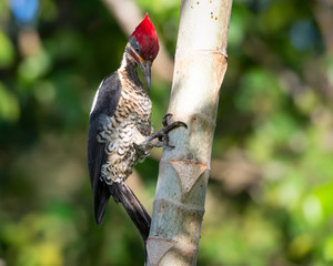 A Lineated Woodpecker looking for ants on the trunk of a tree in the rain forest.