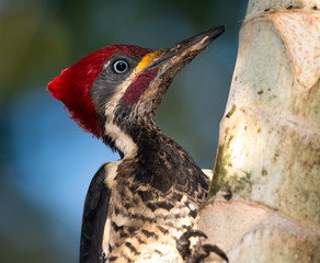 A Lineated Woodpecker looking for ants on the trunk of a tree in the rain forest.