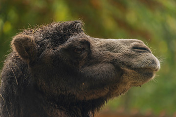 Brown female camel in autumn wet rainy day