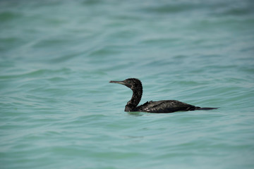 Socotran cormorant swimming at Busaiteen coast