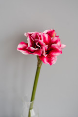 Bright pink flower on gray background