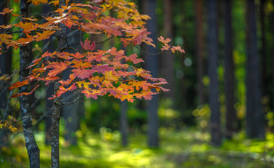 Red leaves on maple. Autumn nature. Beautiful landscape.