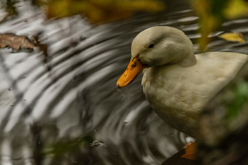 White goose near small pond in rainy autumn day