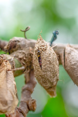 Butterflies farm. Sign In Different butterflies chrysalis on a branch - Stock Image