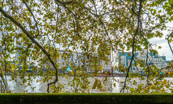 London - October 2019: View of the Thames from Millbank side, through tree branches
