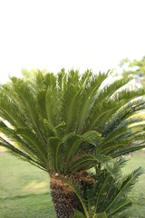 green leaves of palm tree