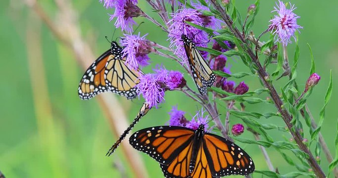 Monarchs feeding on Purple Flowers 2