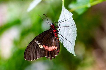 Closeup  Common Mormon, Papilio polytes, beautiful butterfly in a summer garden
