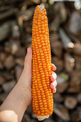 Female holding orange corn cob.