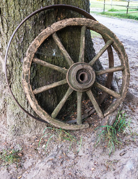 underneath the tree is placed an ancient, antique carriage wheel made of wood, with a metal hoop beside it