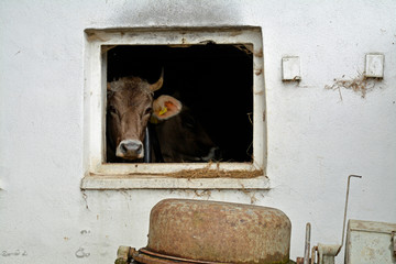 kuh guckt aus stallfenster