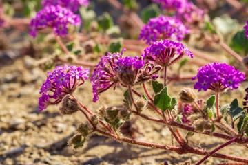 Desert sand Verbena or hairy sand Verbena wildflower at Anza Borrego Desert State Park, CA, USA
