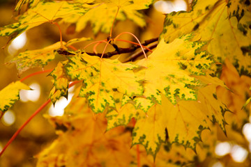 Beautiful autumn yellow leaves on the trees. The magic of autumn colors.