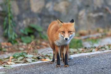 european red fox (vulpes vulpes)